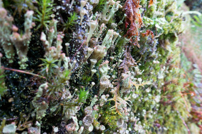 1023-lichen-f56.jpg
