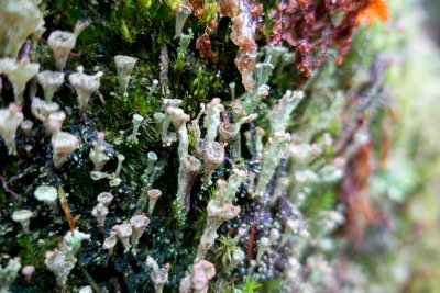 1023-lichen2.jpg