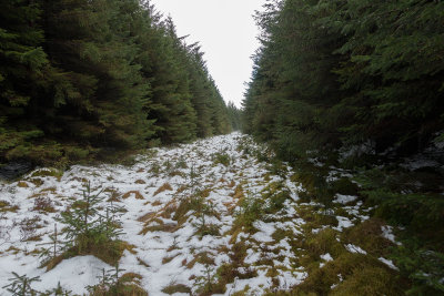 snowy-top-trees.jpg
