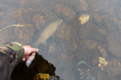 fish (2).jpg