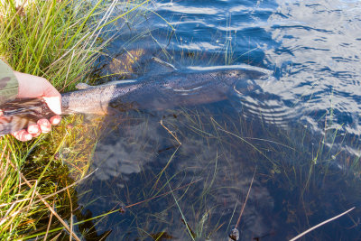 fish (3).jpg