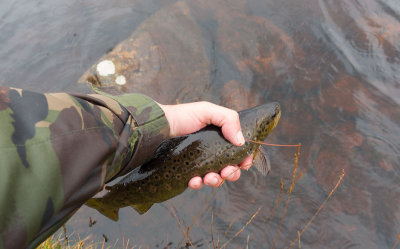 fish (4).jpg