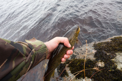 fish1 (2).jpg