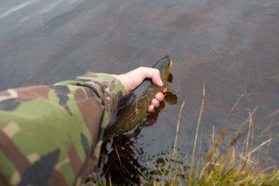 fish1.jpg