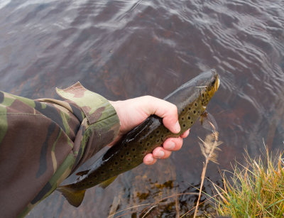 fish2 (2).jpg