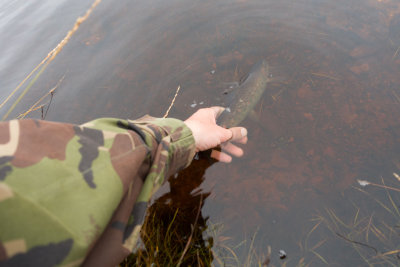 fish3.jpg