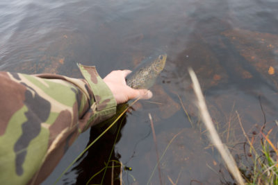 fish4.jpg
