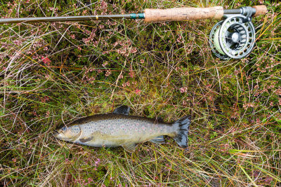 fish-and-rod.jpg