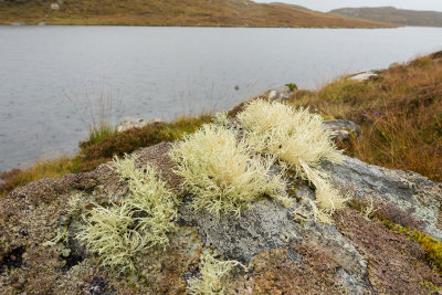 lichen.jpg
