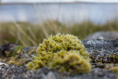 moss.jpg