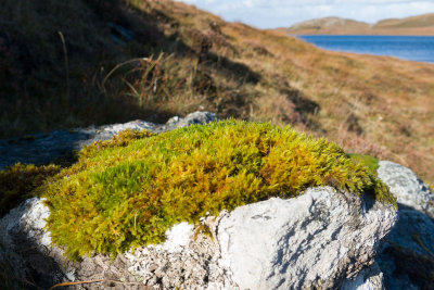 moss2.jpg