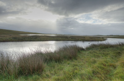 Reed-Pool.jpg