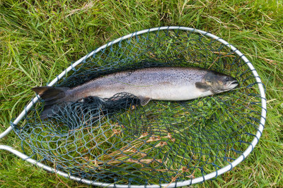 salmon1.jpg