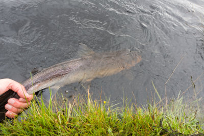 salmon2.jpg