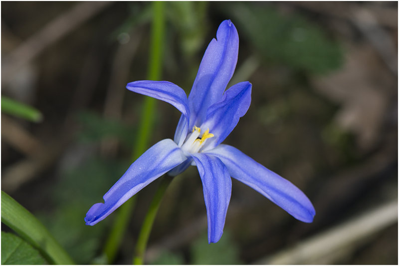 grote Sneeuwroem - Chionodoxa luciliae