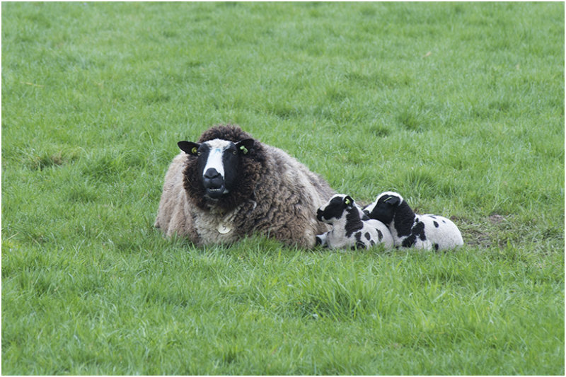 Nederlands bonte schaap