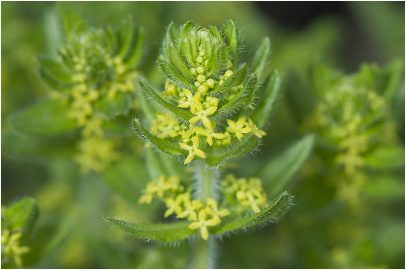 Kruisbladwalstro - Cruciata laevipes