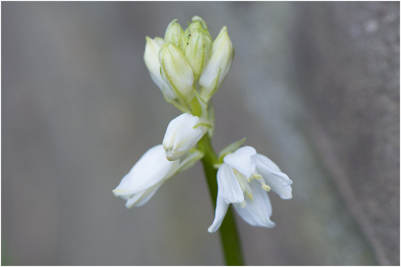 Spaanse hyacint - Hyacinthoides hispanica