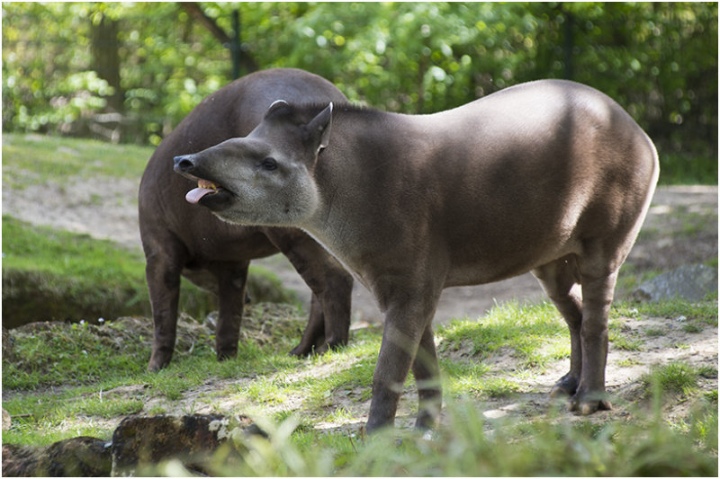 Tapir