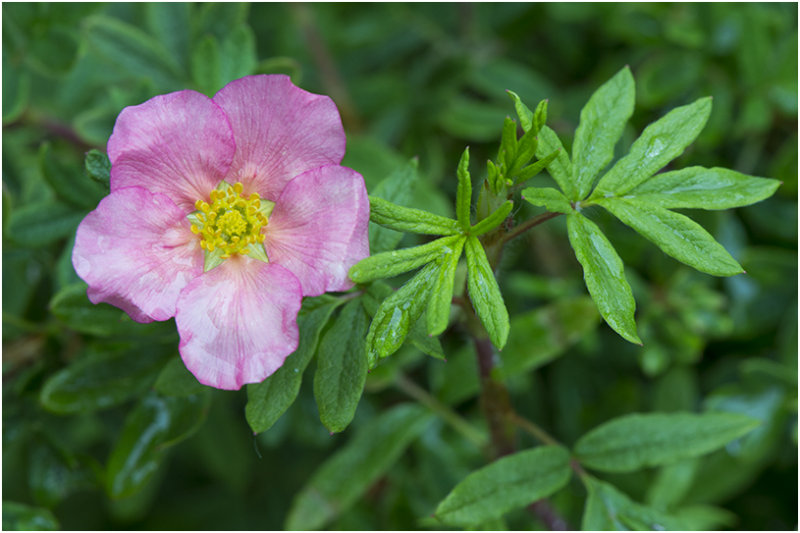 Struikganzerik - Potentilla fruticosa