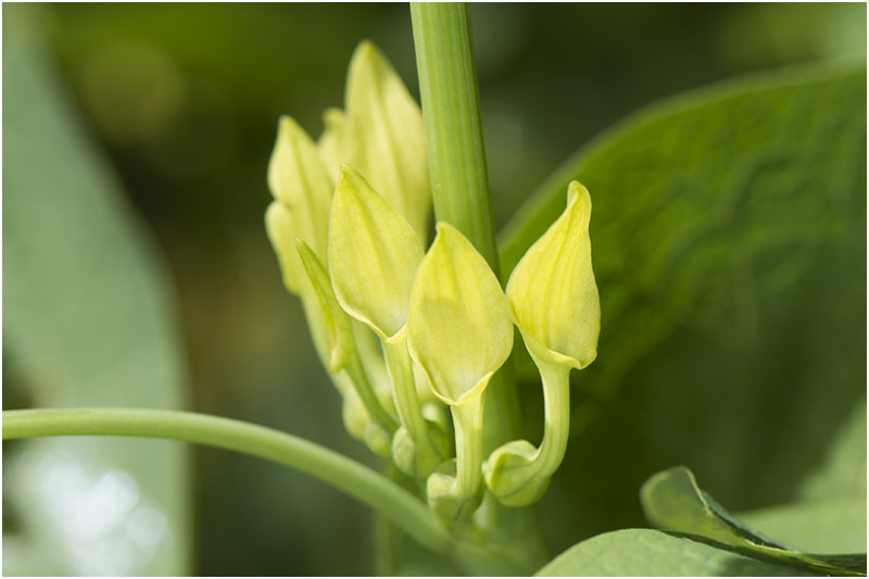 Pijpbloem - Aristolochia clematitis