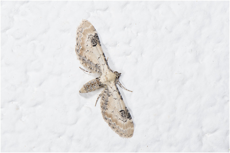 Zwartvlekdwergspanner - Eupithecia centaureata