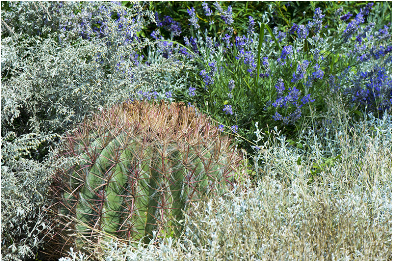 natuurtuin naast de vlindertuin
