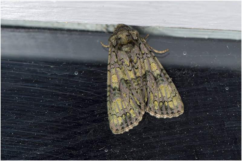 Schedeldrager - Craniophora ligustri