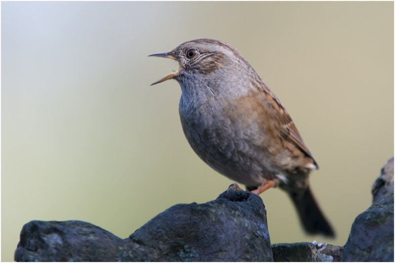 Heggenmus - Prunella modularis