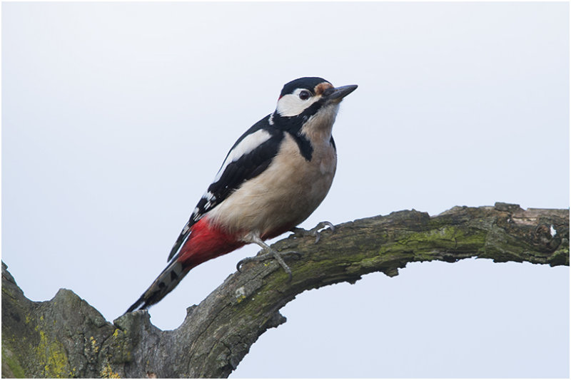 grote bonte Specht - Dendrocopos major - 13/1