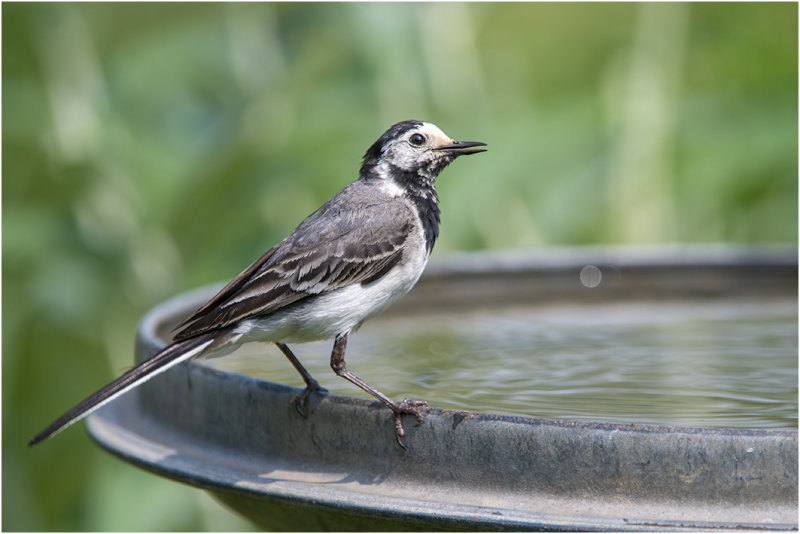 witte Kwikstaart - Motacilla alba