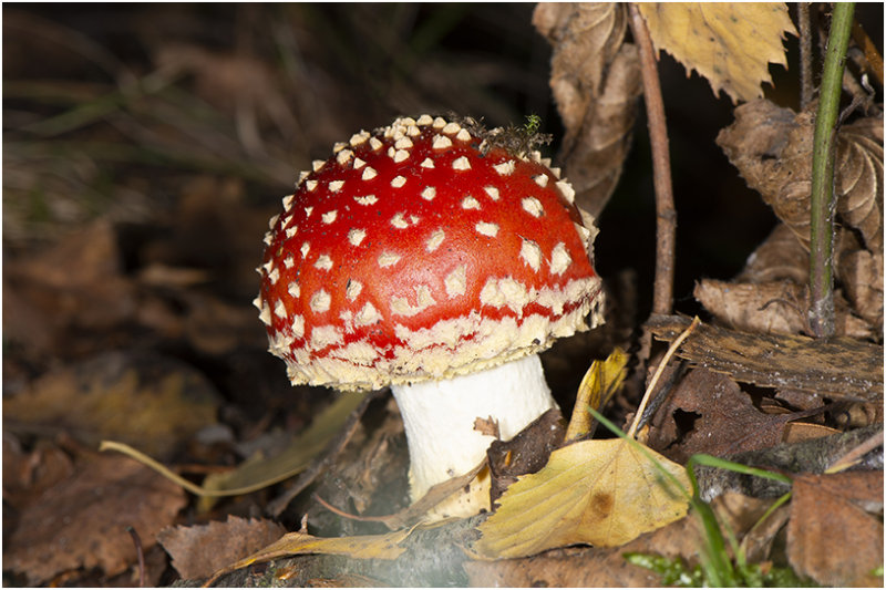 Vliegenzwam - Amanita muscaria