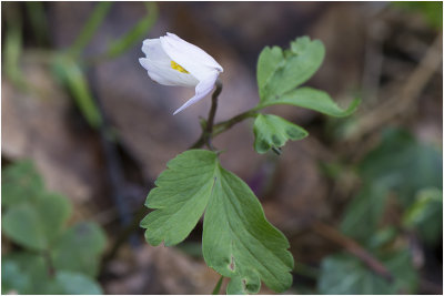 Bosanemoon - Anemone nemorosa