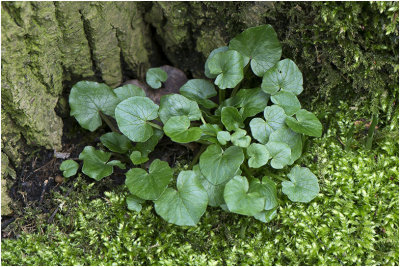 gewoon Speenkruid - Ranunculus ficaria