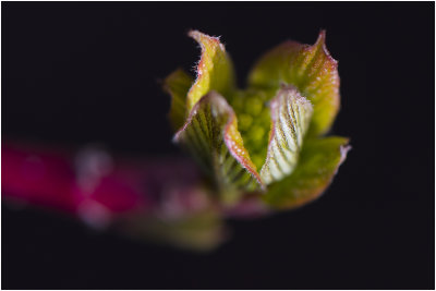 rode Kornoelje - Cornus sanguinea