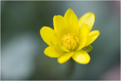 gewoon Speenkruid - Ranunculus ficaria