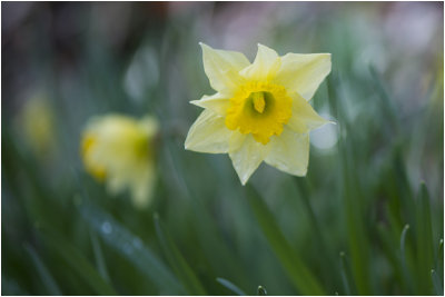 wilde Narcis - Narcissus pseudonarcissus