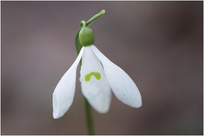 gewoon Sneeuwklokje - Galanthus nivalis