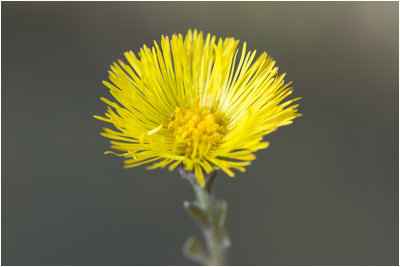 klein Hoefblad - Tussilago farfara