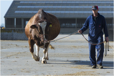 Bull Tackleberry