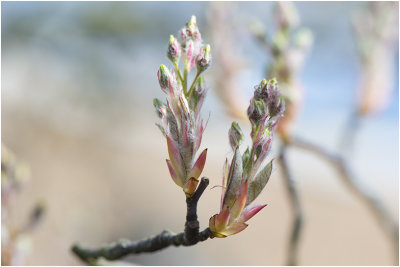 Krenteboom - amelanchier lamarckii