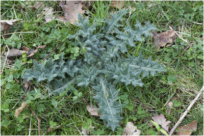 rozet van de Speerdistel - Cirsium vulgare