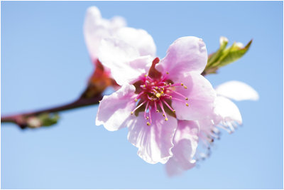 Perzikboom - Prunus persica bloesem