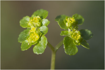 verspreidbladig Goudveil - Chrysosplenium alternifolium