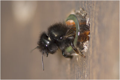 gehoornde Metselbij - Osmia cornuta