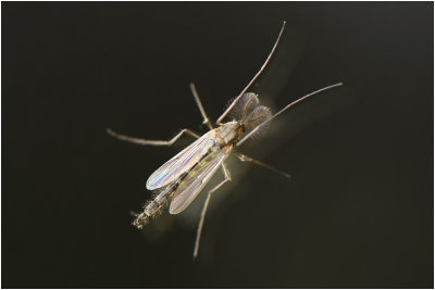 Dans- of Vedermug - fam. Chironomidae - man