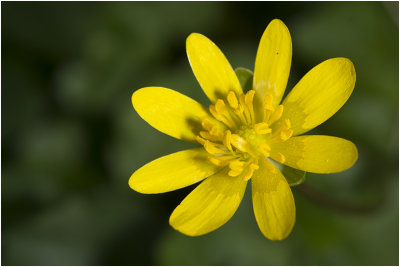 gewoon Speenkruid - Ranunculus ficaria