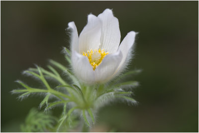 Wildemanskruid - Pulsatilla vulgaris