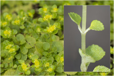 paarbladig Goudveil - Chrysosplenium oppositifolium