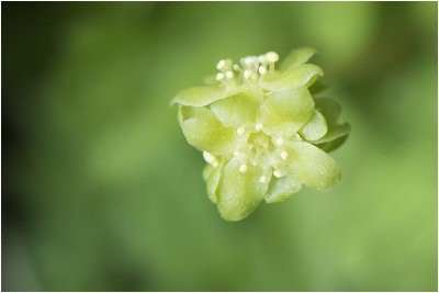 bloem van Muskuskruid - Adoxa moschatellina
